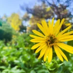 Ảnh chụp bông hoa màu vàng nổi bật trên nền xanh lá cây đã được làm mờ hiệu quả