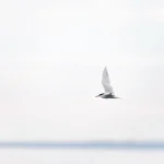 Chim nhạn biển đang bay với hậu cảnh mờ ảo