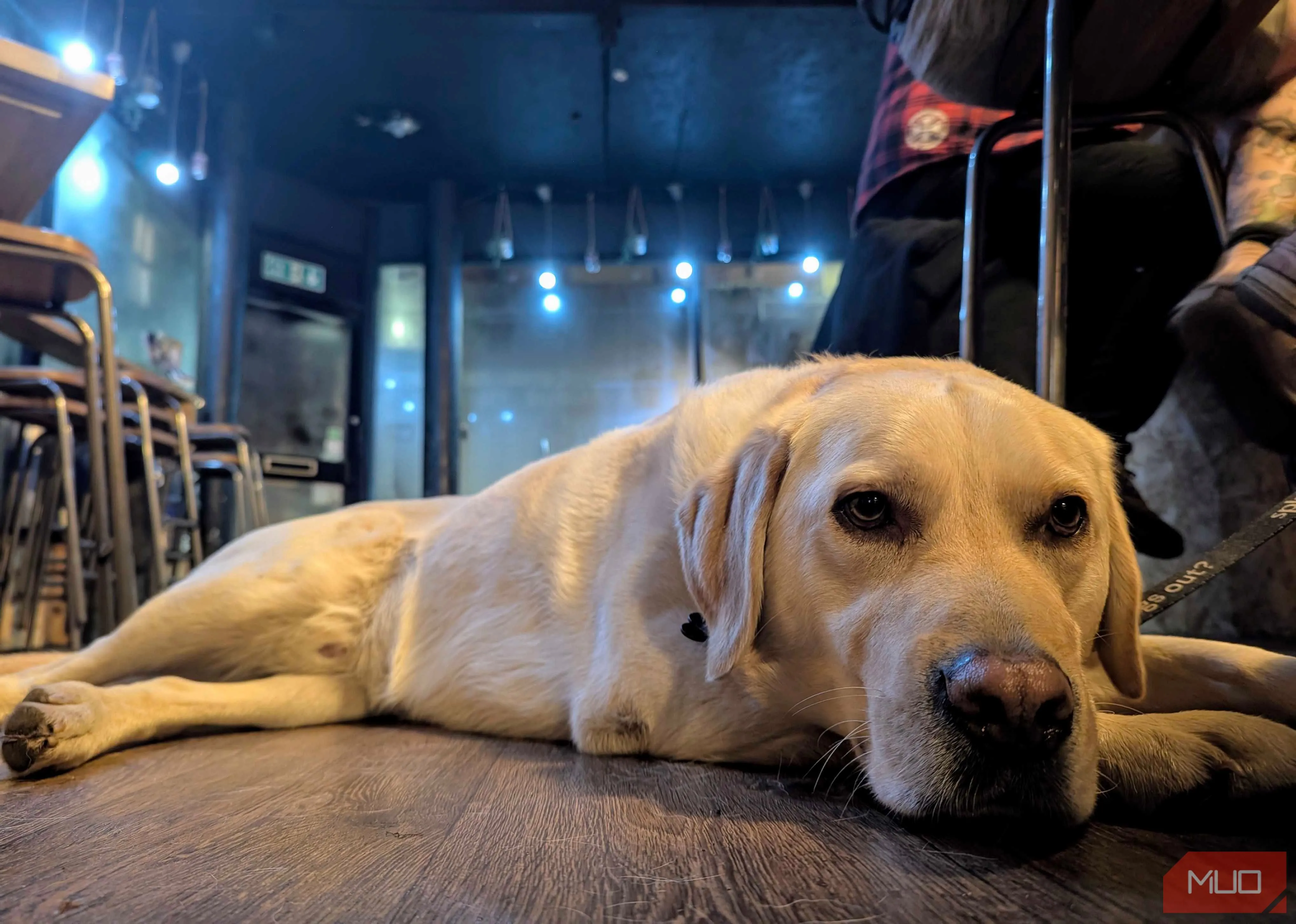 Chó Labrador dễ thương được chụp từ góc thấp, tạo cảm giác gần gũi và đầy đặn