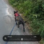 Giao diện ứng dụng Adobe Project Indigo với tính năng điều chỉnh khoảng lấy nét thủ công