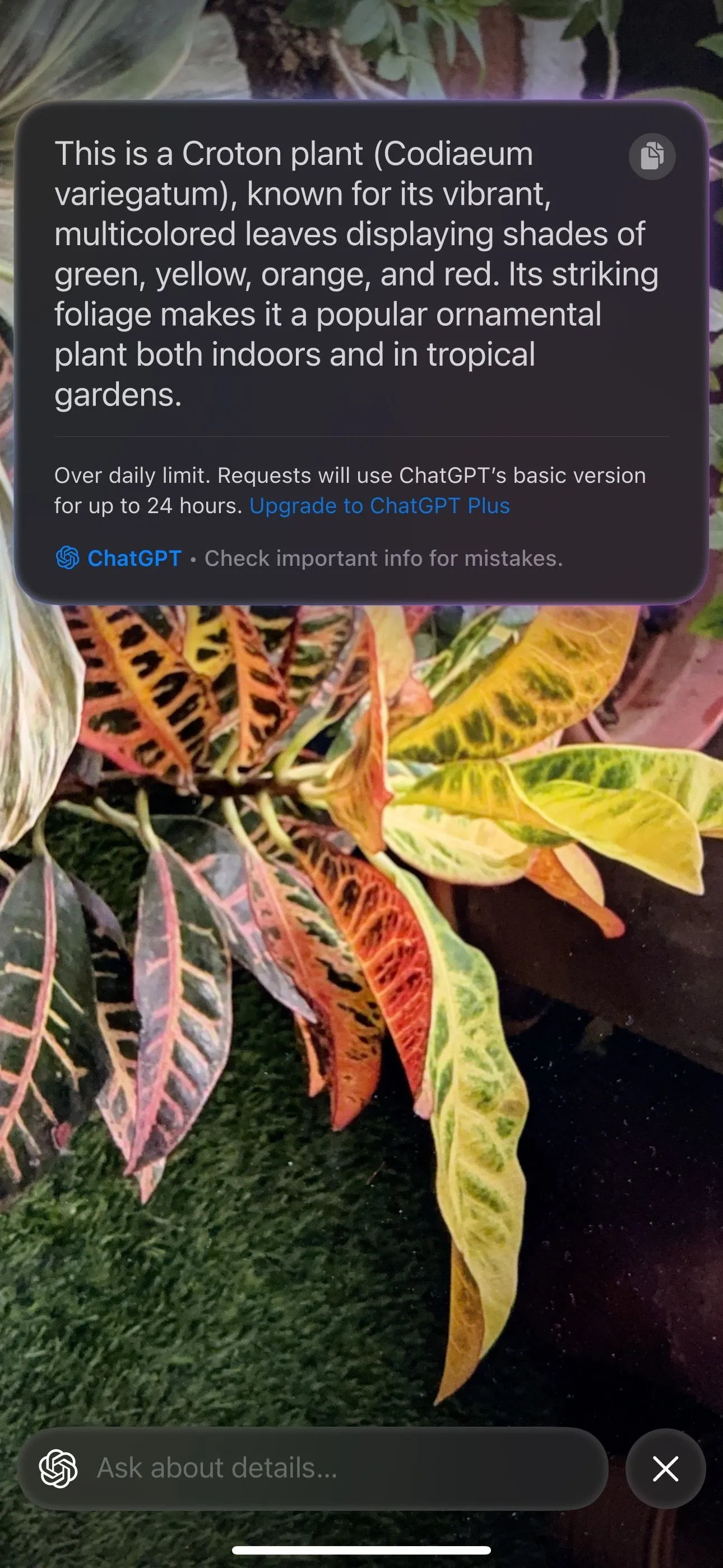 Giao diện Visual Intelligence trên iPhone 15 Pro nhận diện một loài thực vật xanh.