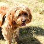 Hình ảnh chú chó trong cánh đồng được sử dụng làm ảnh mẫu