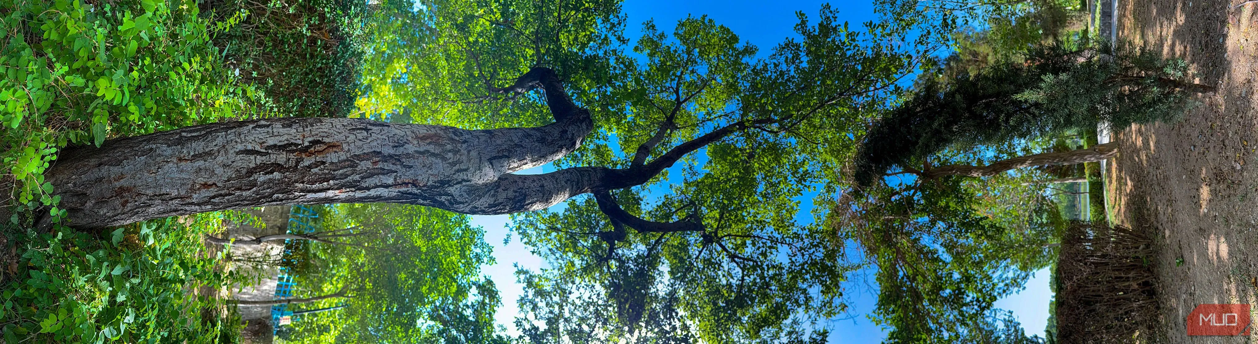 Một bức ảnh panorama dọc của cây cối trong công viên đã được xoay 90 độ, tạo hiệu ứng nghệ thuật độc đáo và gây tò mò.