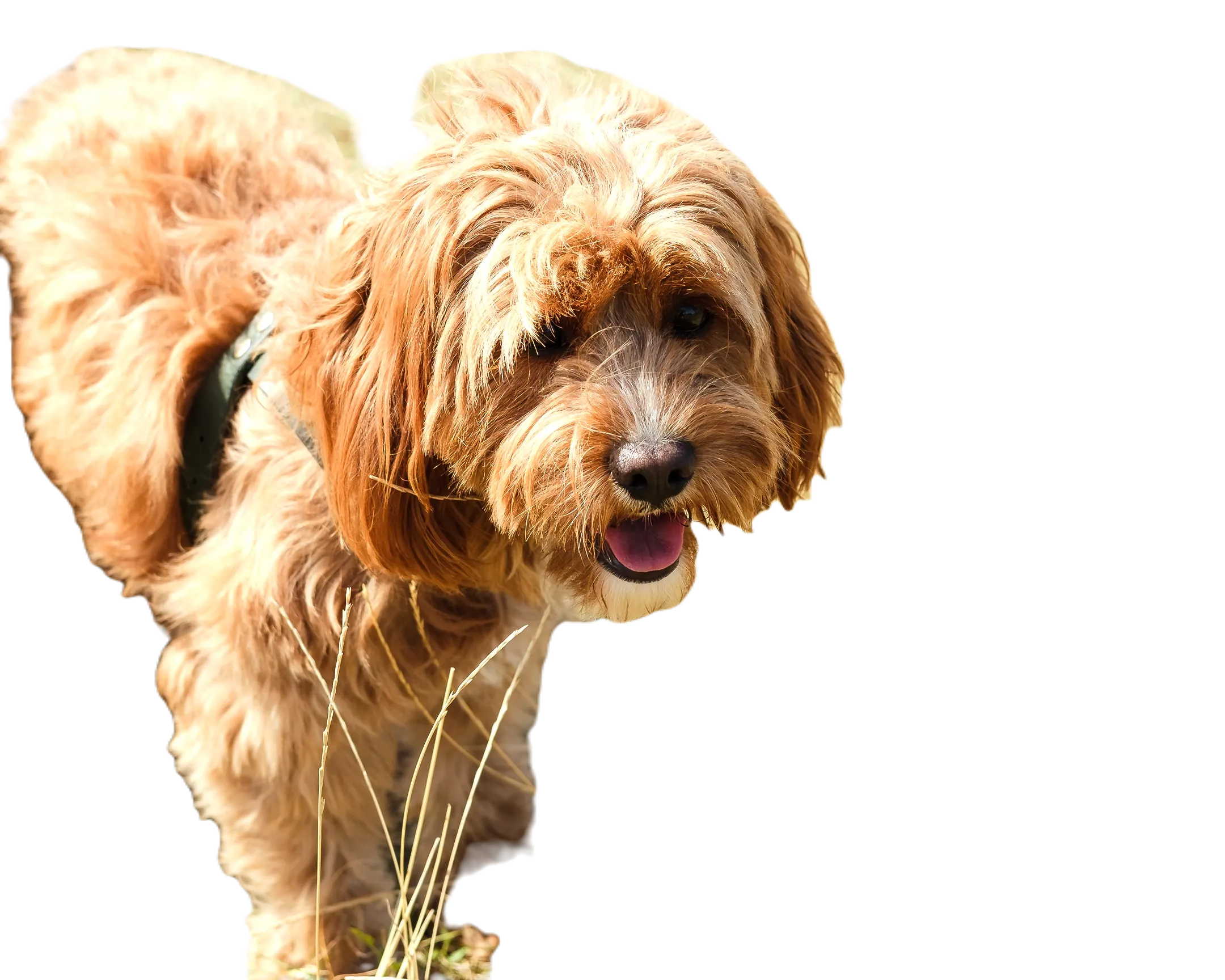 Pixlr AI xóa nền ảnh chú chó, giữ lại nhiều chi tiết nền gần cơ thể