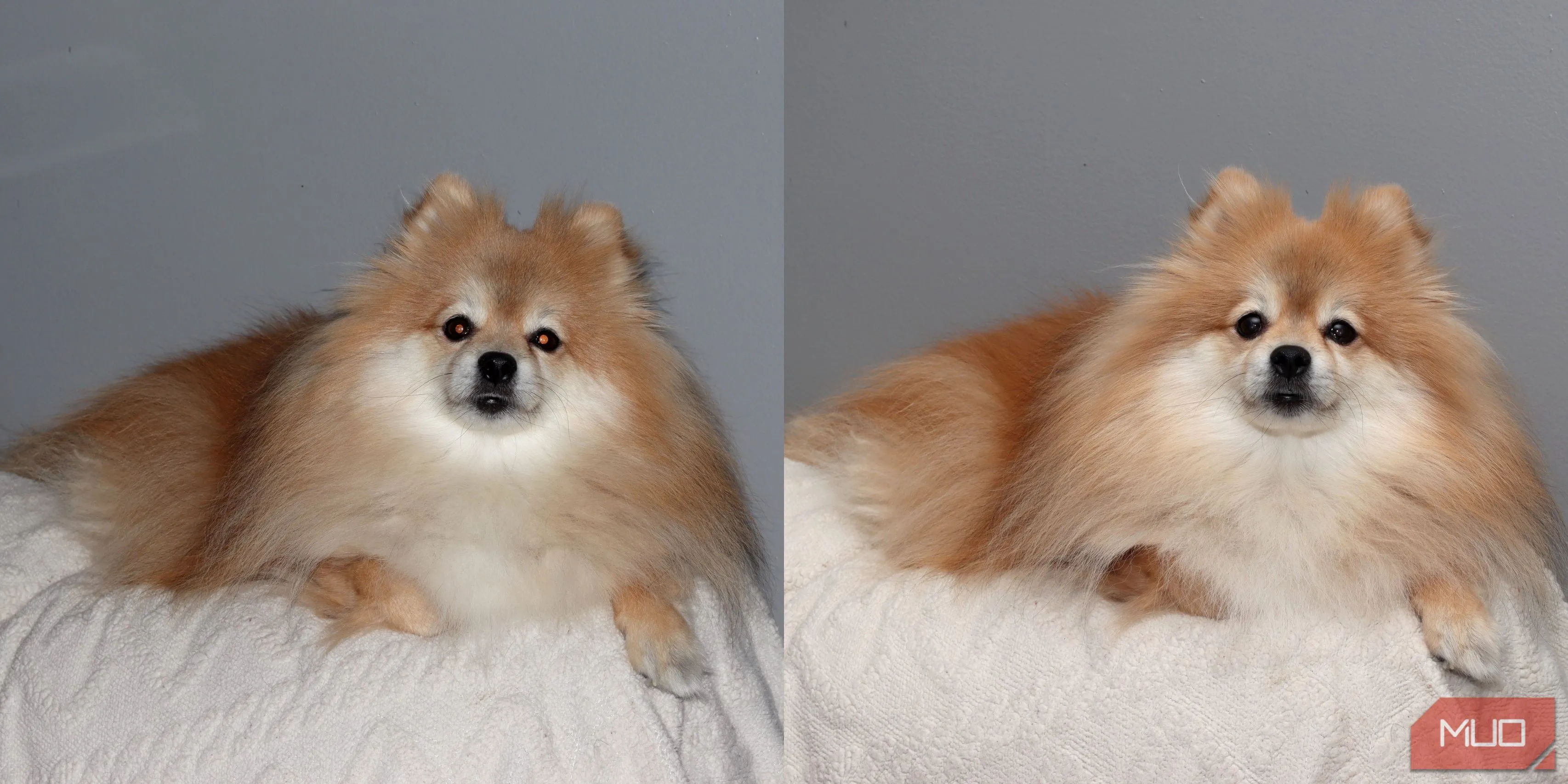 So sánh ảnh chú chó Pomeranian chụp bằng flash tích hợp và Godox VING