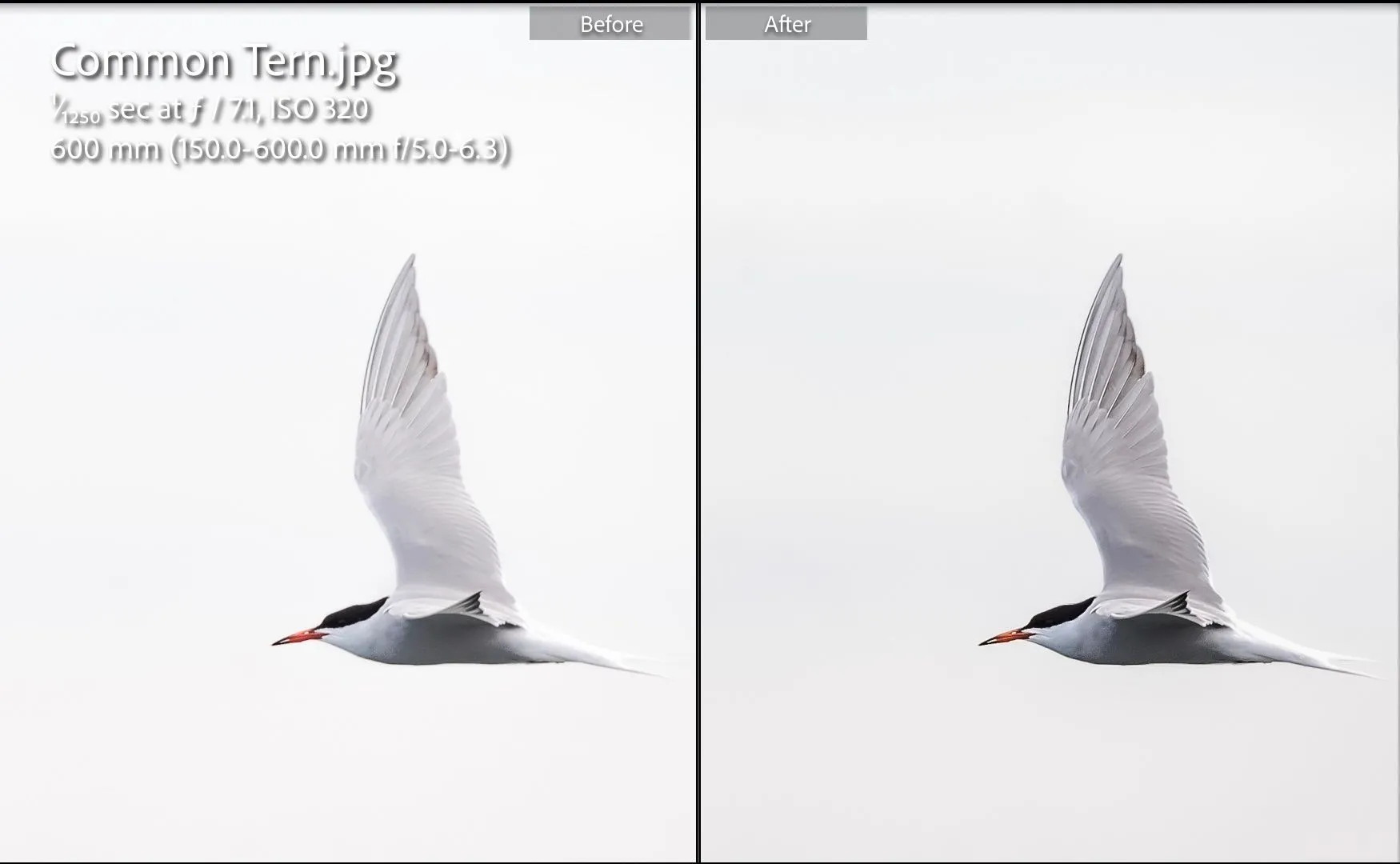 So sánh ảnh trước và sau khi chỉnh sửa bằng Lightroom theo gợi ý của ChatGPT