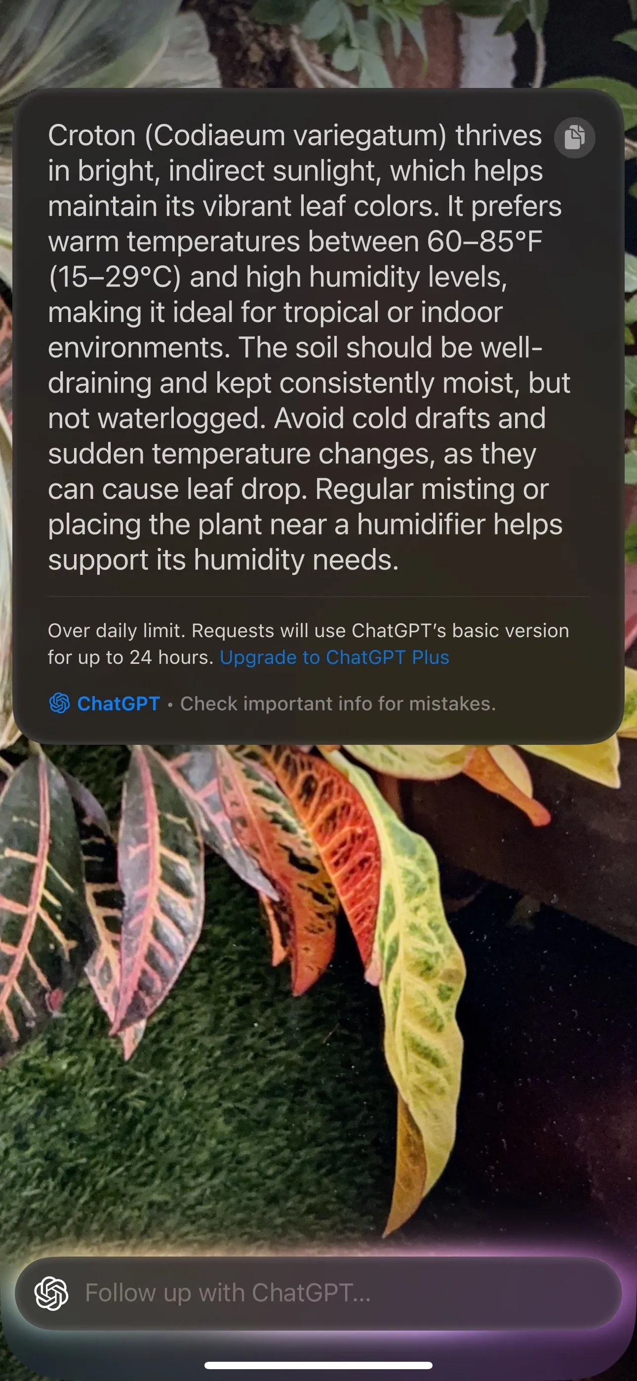 Visual Intelligence trên iPhone 15 Pro xác định chính xác giống loài của một chú mèo đáng yêu.